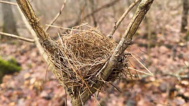 Abandoned empty bird nest on a bare tree branch in the forest in early spring. Concept of loneliness, seasonal change, fragile nature and new life cycle. Close up of rustic wild birdhouse.
