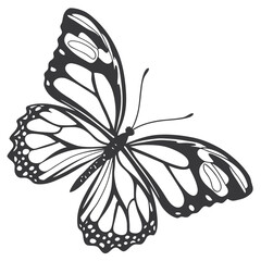 black and white butterfly