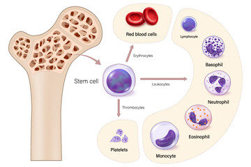 Red bone marrow. The source of red blood cells, white blood cells, and platelets. Erythrocytes. Leukocytes. Thrombocytes.
