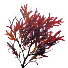 Obraz premium A vibrant red seaweed with intricate branching patterns, isolated on a pristine white background