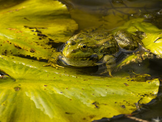 Grenouille verte