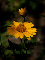 Vibrant Yellow Heliopsis Daisy Blooming in a Shaded Summer Garden