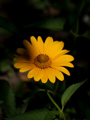 Bright Yellow Heliopsis Daisy Bathed in Sunlight Against Dark Foliage