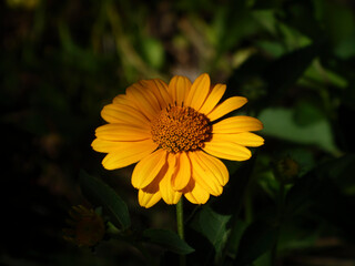 Golden Yellow Heliopsis Daisy Illuminated by Sunlight in a Garden