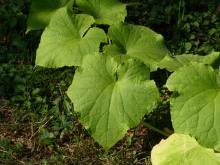 Lush Green Cucumber Plant Leaves Growing in a Garden
