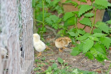 Adorable group of colorful baby chicks gathered near a wire fence, curiously looking at a hen inside. Natural outdoor setting with green leaves and earthy ground. Cute farm animal scene.