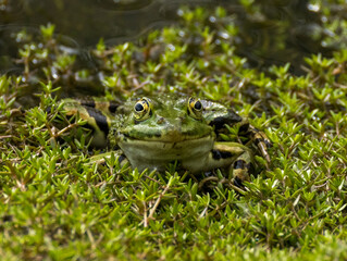 Grenouille verte