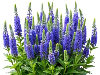 Beautiful purple speedwell flowers in full bloom with green foliage background