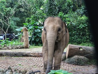 Asian Elephant in Zoo Habitat Surrounded by Lush Greenery, Captive Wildlife in Naturalistic Enclosure, Conservation and Education Concept