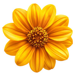 Bright yellow mexican sunflower bloom isolated on transparent background