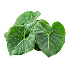 Obraz premium Colocasia green leaves isolated on transparent background