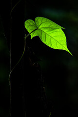 Green leaf 