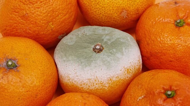 Spoiled tangerine with mold among fresh tangerines on a white background. spoiled food. mold and mildew on fruits. rotation