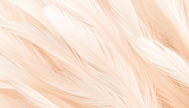 Close-up of Soft Feather Texture in Beige and White Tones Organic Natural Material Background