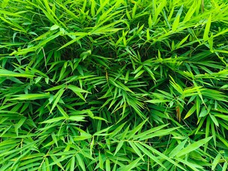 The leaves of the bamboo tree are bright green.