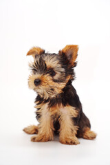 Cute and playful Yokshar terrier puppy sitting gracefully on a white background