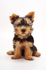 Playful Yorshire Terrier puppy sitting on a neutral background showcasing its adorable features and fluffy coat