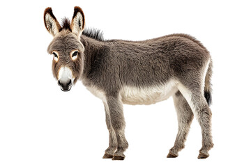 Fototapeta premium Grey donkey against black background