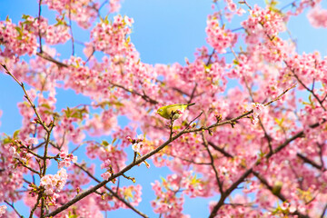 河津桜とメジロ