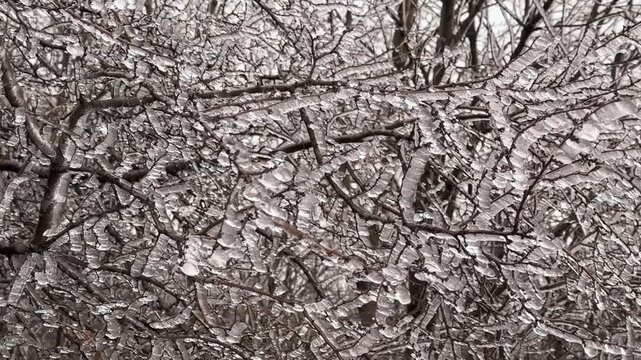 frost, winter without snow, rain and fog froze on the grass and trees, creating beautiful delicate patterns