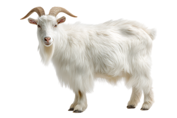 Fluffy white goat against black background