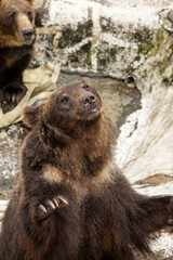 Fototapeta premium ヒグマ