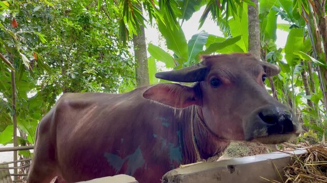 buffalo chewing cud in a pen. The buffalo is relaxing in the pen