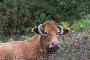 vache aux belles cornes