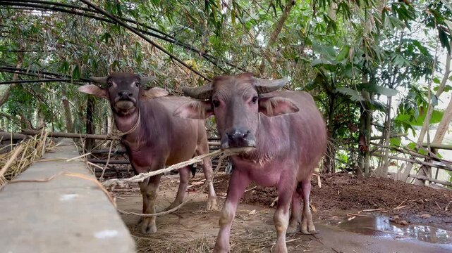 buffalo chewing cud in a pen. The buffalo is relaxing in the pen