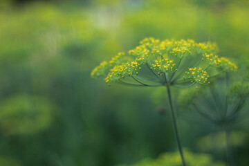 close up of yellow dill