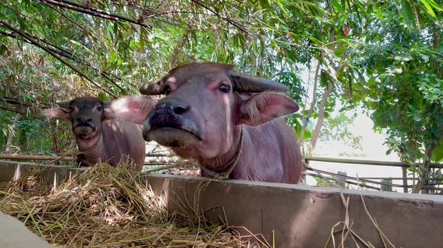 buffalo chewing cud in a pen. The buffalo is relaxing in the pen