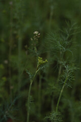 green dill
