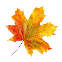 Fototapeta premium Vibrant autumn maple leaf, isolated against black