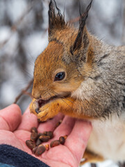 Squirrel eats nuts from a man's hand. Caring for animals in winter or autumn.