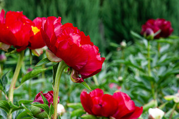 Red flowers bush. Lush red peonies with yellow center close-up. Red peonies flower in full bloom for background, post, screensaver, wallpaper, postcard, banner, cover, website