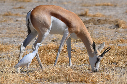 Springbok antelopes (Antidorcas marsupialis), Namibia