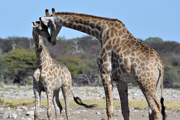 Giraffes (Giraffa camelopardalis) in the Etosha National Park