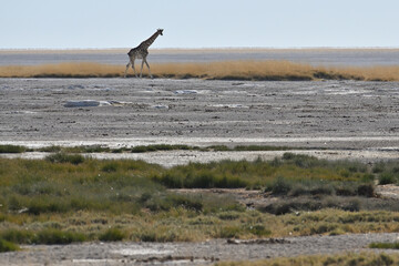 Giraffe (Giraffa camelopardalis) in the Etosha National Park