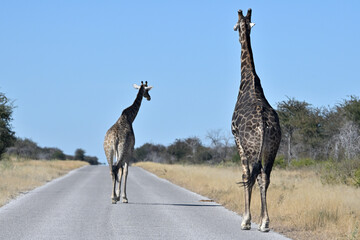 Giraffes (Giraffa camelopardalis) on the road