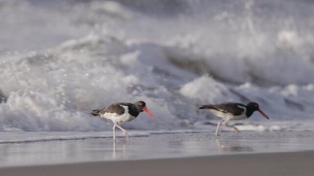 a slow motion clip of two american oystercatchers feeding on the beach at chicama of puerto malabrigo, peru