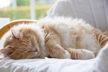 Cute longhair cat sleeps on a wicker armchair, siberian breed