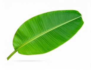 green banana leaf isolated on white 

