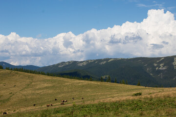 Obraz premium Herd of cattle grazing on golden alpine meadow with dramatic mountain backdrop and towering clouds