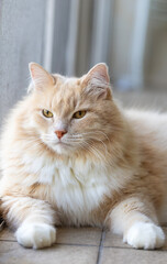 Siberian cat in relax in a garden, cream color male gender