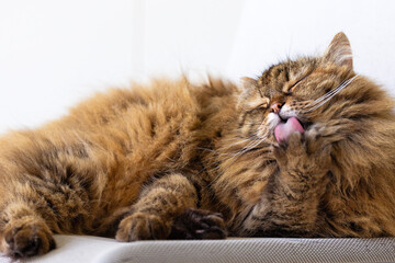 Longhair cat licks paw in cleaning time, siberian breed