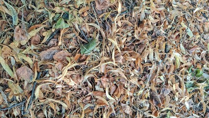 Dry Autumn Leaves on Ground