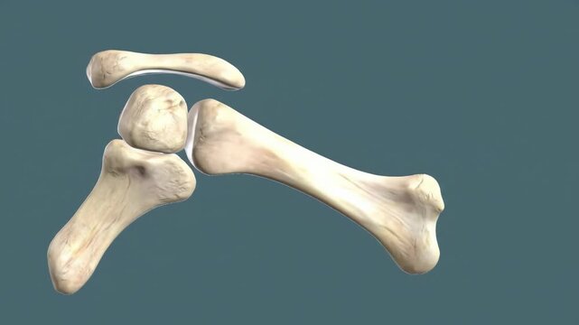 Anatomical rendering of the human shoulder joint structure with detailed bone composition, concept for medical education, 3D visualization, and anatomy research.