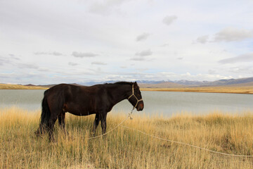 A black horse waiting among the yellow grass on the lake shore.