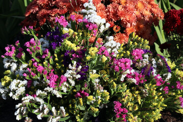 dried flowers (statice) of different colors are collected in one huge bouquet