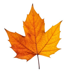 Obraz premium Single autumn leaf with warm colors and crisp texture, isolated on white/transparent—perfect for elegant seasonal poster and product designs.
